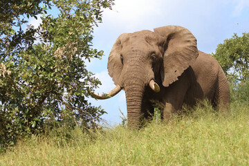 Obraz premium Afrikanischer Elefant / African elephant / Loxodonta africana..