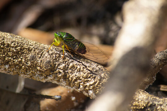 Cicadidae, Cicada, Cigarra