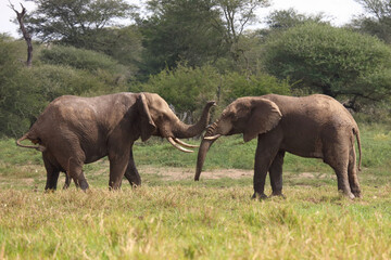 Fototapeta premium Afrikanischer Elefant / African elephant / Loxodonta africana.