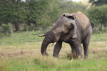 Fototapeta premium Afrikanischer Elefant im Schlamm / African elephant in the mud / Loxodonta africana