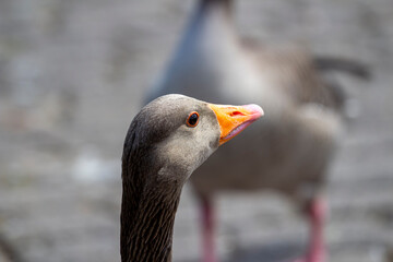 portrait of a goose