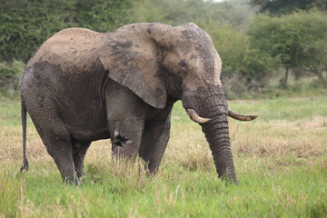 Afrikanischer Elefant im Schlamm / African elephant in the mud / Loxodonta africana
