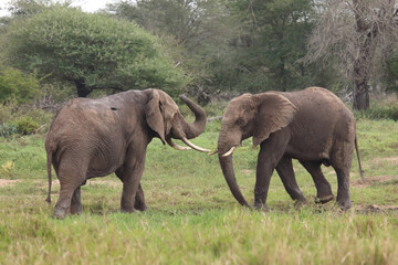 Afrikanischer Elefant / African elephant / Loxodonta africana