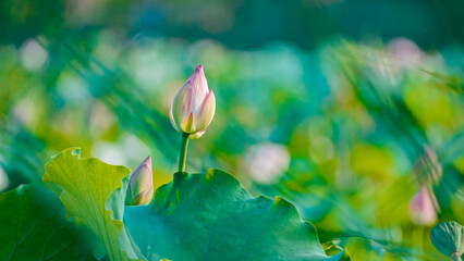 Blooming lotus flowers