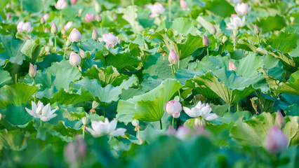 Blooming lotus flowers
