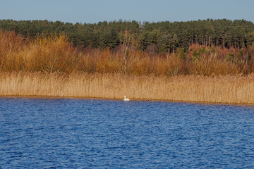 blue lake with swan