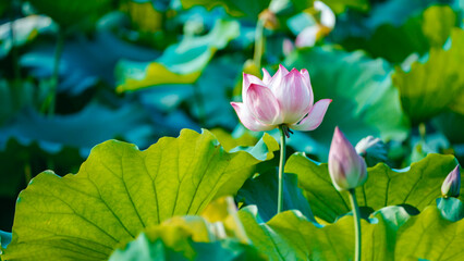Obraz premium Lotus flowers blooming in summer