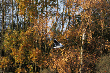 seagull among golden trees