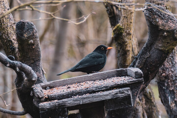 blackbird on a tree