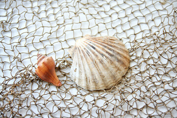 Seashells on Fishing Net - Coastal Nature Still Life