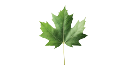 Green Maple Leaf Isolated on White Background with Detailed Veins and Natural Organic Texture