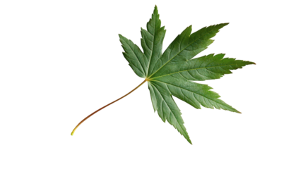 Green Japanese maple leaf isolated on white background, botanical nature concept