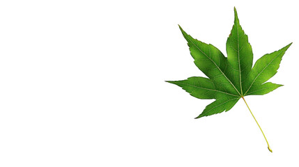 Fototapeta premium Green maple leaf isolated on white background with pointed lobes and visible vein structure