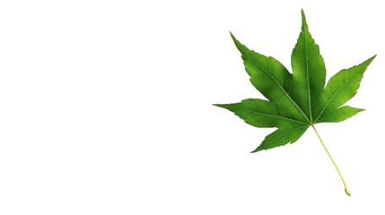 Green maple leaf isolated on white background with pointed lobes and visible vein structure