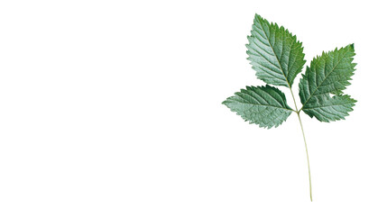 Fototapeta premium Green strawberry leaf isolated on white background with three lobes and detailed vein texture