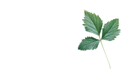 Green strawberry leaf isolated on white background with three lobes and detailed vein texture