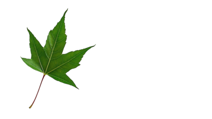 Green maple leaf isolated on white background with pointed lobes and visible vein structure