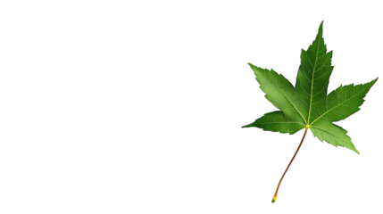 Green maple leaf isolated on white background with pointed lobes and visible vein structure