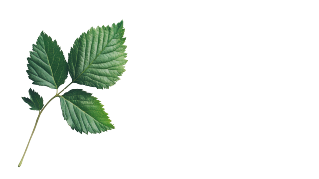 Green strawberry leaf isolated on white background with three lobes and detailed vein texture