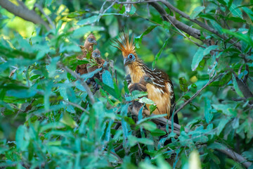 The hoatzin with babies (Opisthocomus hoazin) Hoatzin sits on a tree branch and looks at another bird. , reptile or skunk bird, stinkbird or Canje pheasant) lives in swamps, forests and mangroves .