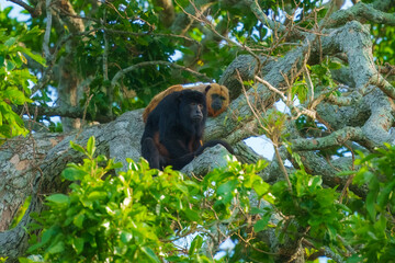 Closeup portrait of a Bolivian red howler monkey (Alouatta sara) sitting in treetops in the Pampas del Yacuma, Bolivia.

