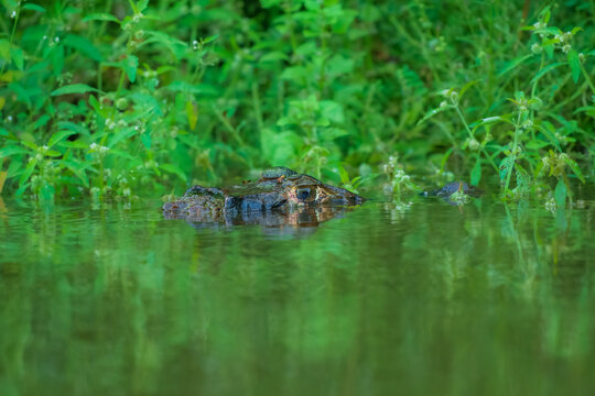 Caiman in the water. The yacare caiman (Caiman yacare), also known commonly as the jacare caiman. Side view. Natrural habitat.