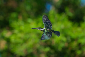 Green Kingfisher (Chloroceryle americana) in flight over water. Pampas Bolivia.