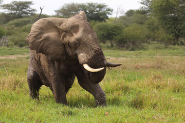 Obraz premium Afrikanischer Elefant im Schlamm / African elephant in the mud / Loxodonta africana