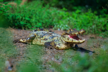 Yacare Caiman, Pampas, Bolivia. Detail portrait of danger reptile. Crocodile in river water, evening light. 