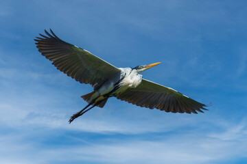 Obraz premium Cocoi heron (Ardea cocoi) in flight, in backlight, Santa Rosa Protected Park, Rurrenabaque, Beni, Bolivia 