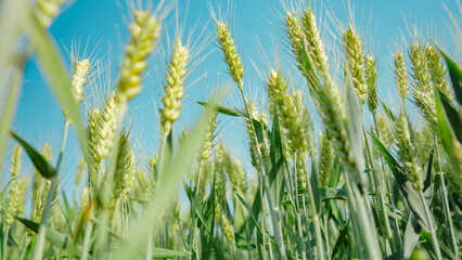 Fototapeta premium Close up of wheat ears in wheat fields