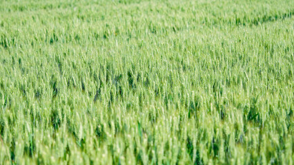Close up of wheat ears in wheat fields