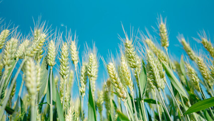 Obraz premium Close up of wheat ears in wheat fields