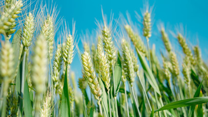 Close up of wheat ears in wheat fields