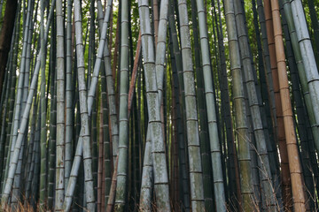 Fototapeta premium Arashiyama bamboo forest path grove, Sagano Bamboo Forest, Kyoto city, bamboo trees landscape view. Kyoto prefecture, Japan