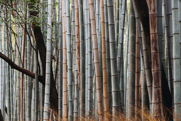 Obraz premium Arashiyama bamboo forest path grove, Sagano Bamboo Forest, Kyoto city, bamboo trees landscape view. Kyoto prefecture, Japan