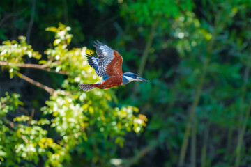 Ringed Kingfisher (Megaceryle torquata)  fishing in a river in Pampas Bolivia