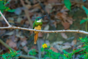  The rufous-tailed jacamar (Galbula ruficauda) is a near-passerine bird which breeds in the tropical New World in southern Mexico, Central America and South America as far south as southern Brazil 