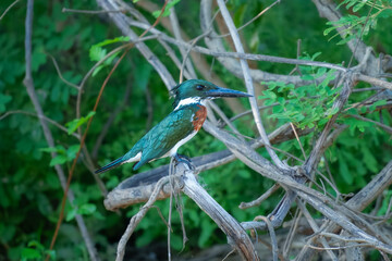Amazon Kingfisher (Chloroceryle amazona) in flight, colorful backgound, early morning soft light during the sunrise.