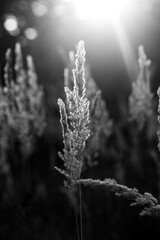 spikelets of wheat in the field, grass in the field, spikelets of grass in the field