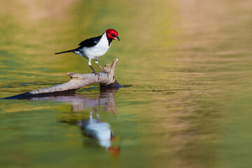 A red-capped cardnal - a bird with a white body, black wings, red head, and orange eyes - sits on a branch. 