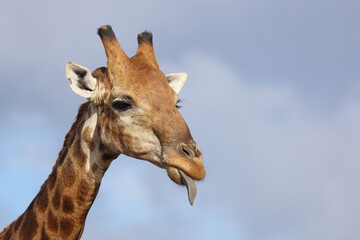 Giraffe / Giraffe / Giraffa camelopardalis