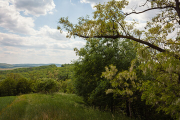 Obraz premium green field and blue sky