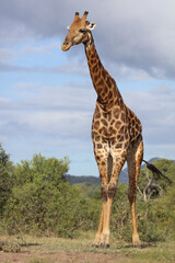 Giraffe / Giraffe / Giraffa camelopardalis