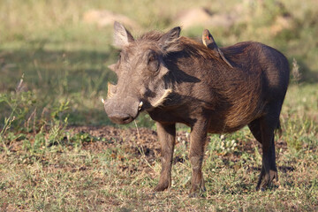 Warzenschwein und Rotschnabel-Madenhacker / Warthog and Red-billed oxpecker / Phacochoerus africanus et Buphagus erythrorhynchus