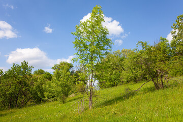 green field and blue sky