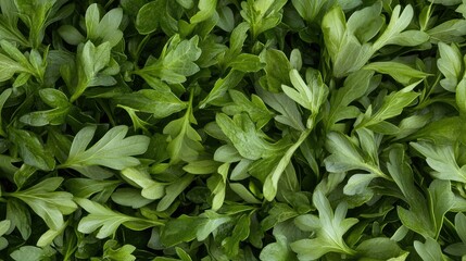 Obraz premium Mint leaves in a complex pattern on a dark background showcase their vibrant green color and fresh textures