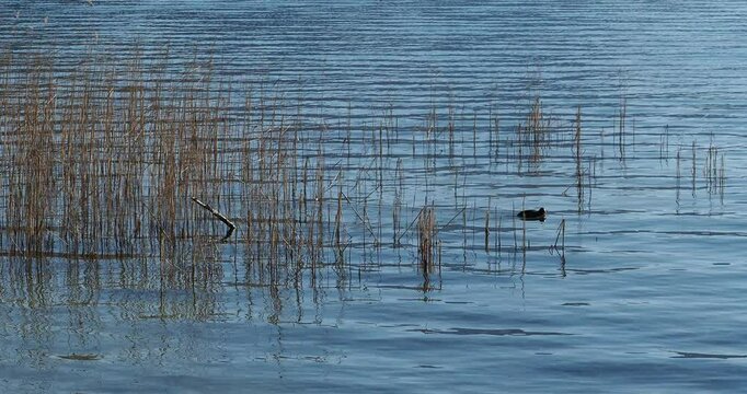 (Fulica atra) An Eurasian swimming along sandy shore colonised by reeds forming a reedbed in the calm waters of a lake
