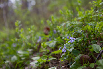 Viola canina,  heath dog-violet or heath violet -  blue and purple flowers of perrenial plant from European forests.