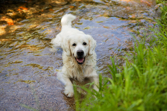 Hund badet
